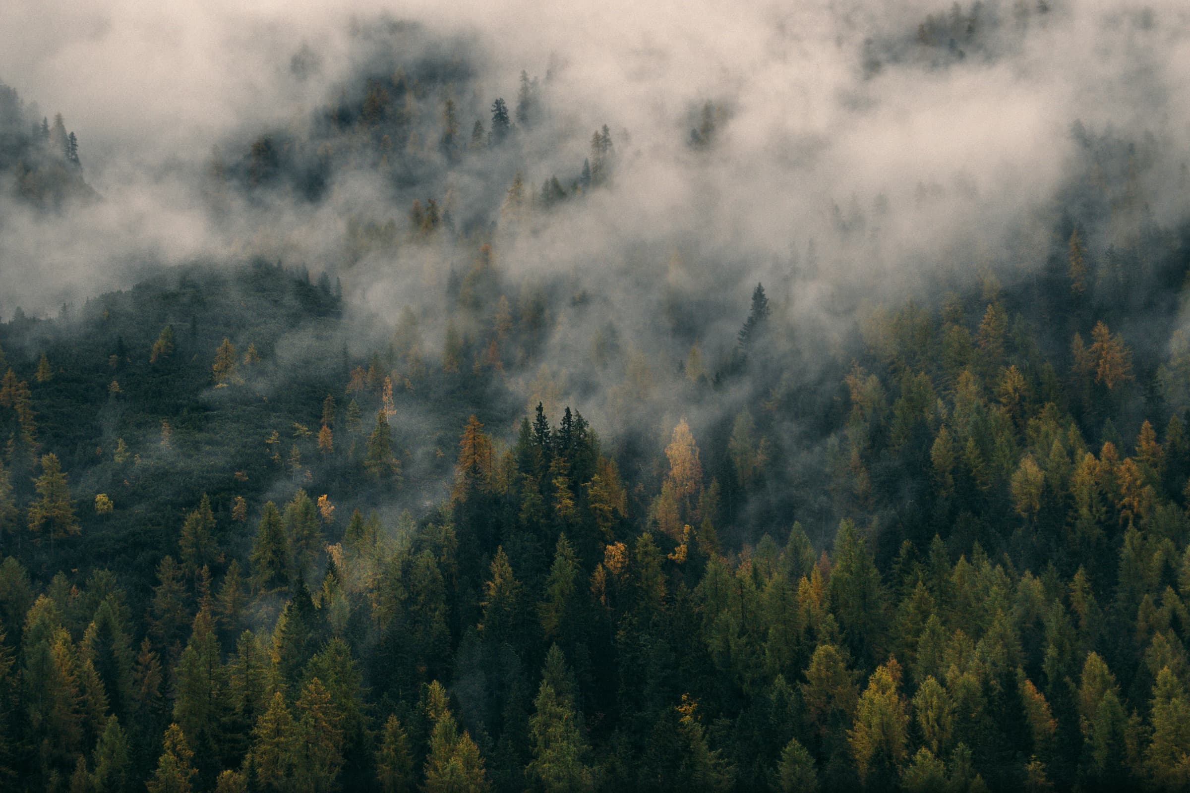 Misty forest landscape